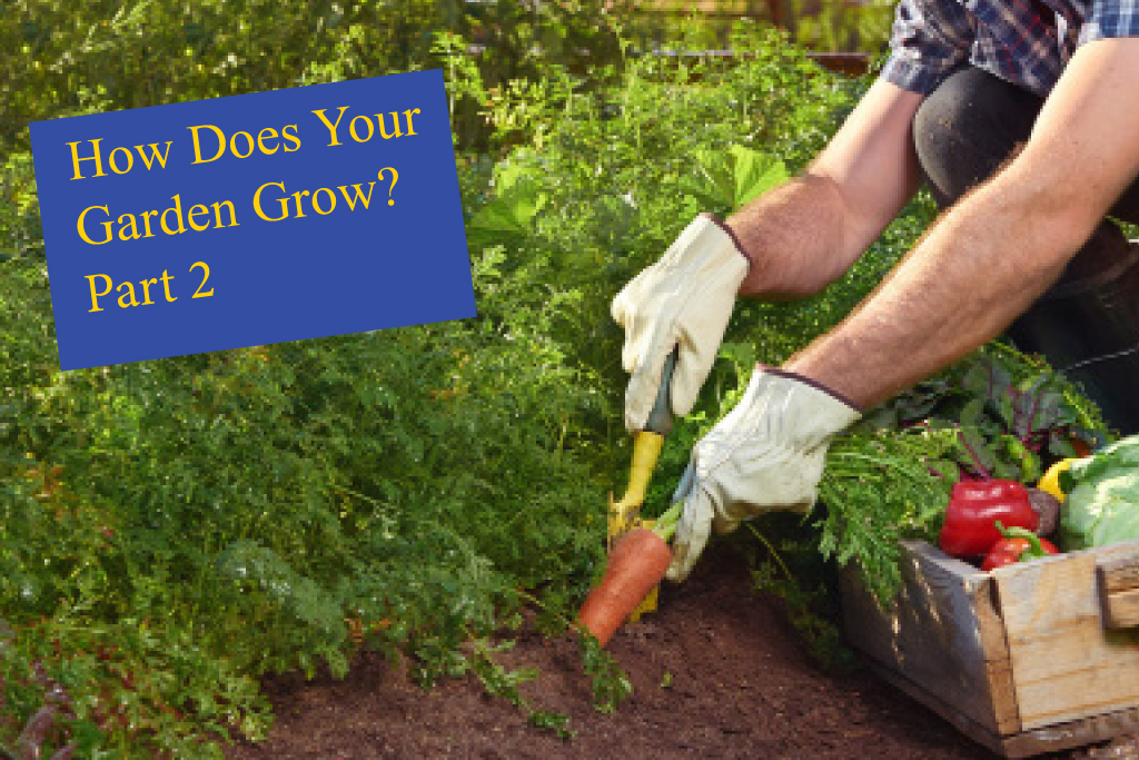 How Does Your Garden Grow Part 2